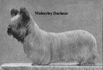 The-Skye-Terrier-Wolverley-Duchess